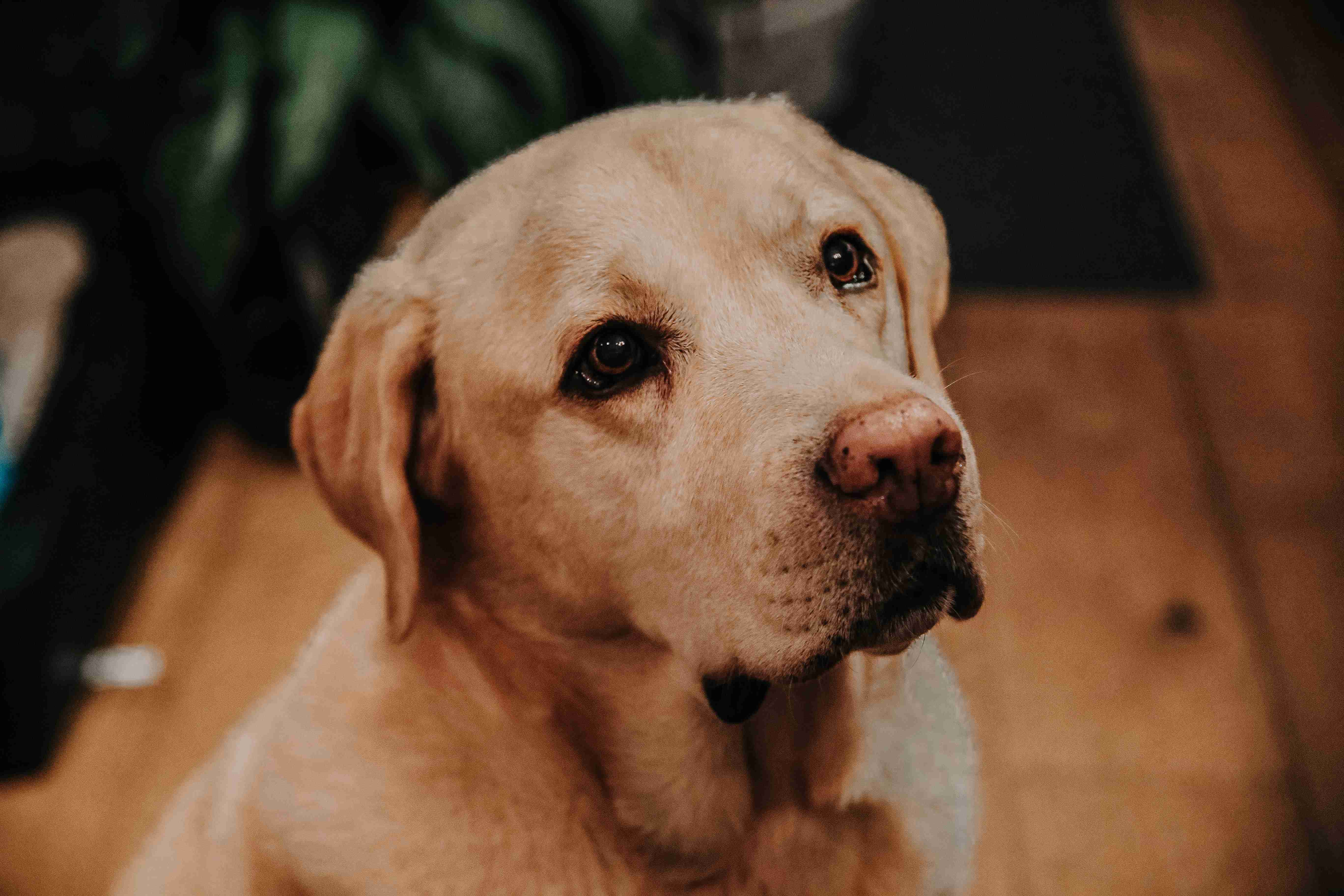 Feeding Your Labrador Retriever: Understanding Their Nutritional Needs